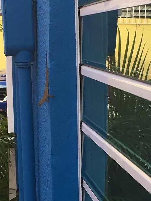 Perla Roja Guesthouse San Juan Puerto Rico